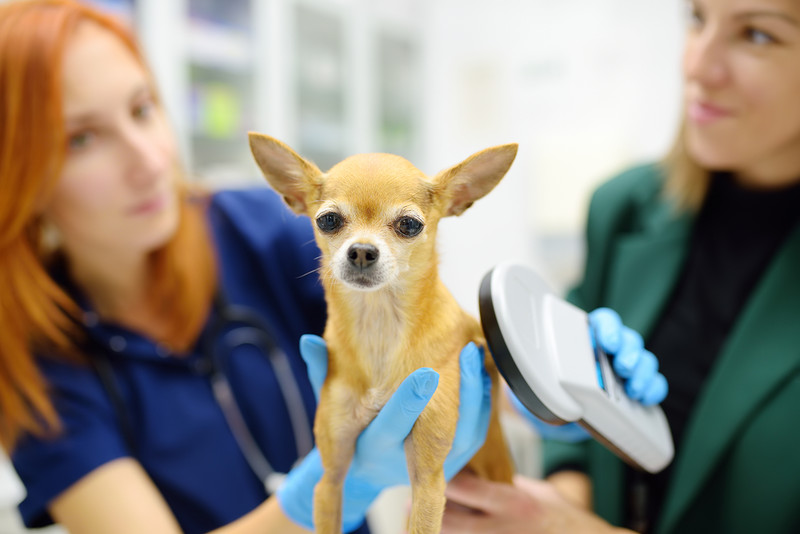 The obligation to microchip dogs is getting closer. We know the costs and rules