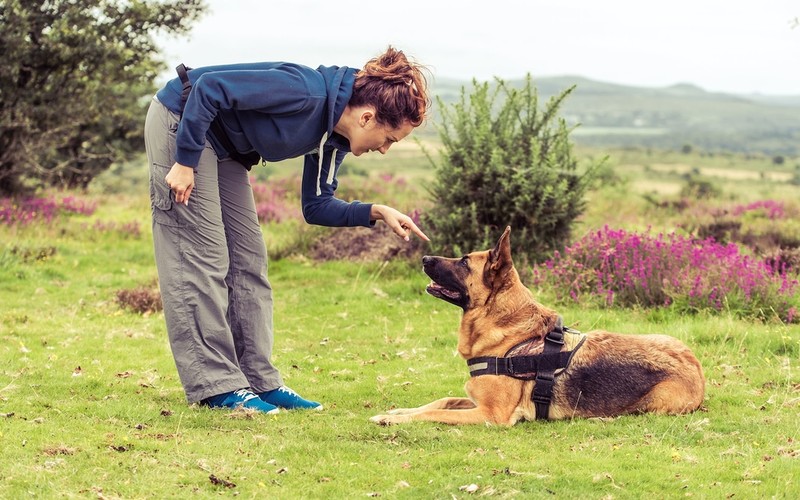 Rising Demand for Personal Protection Dogs in the UK Raises Concerns