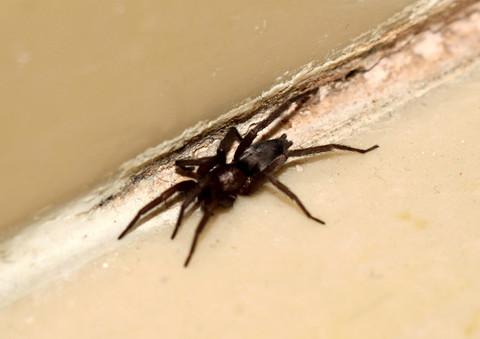 Spider season is here: How to keep arachnids out of your home