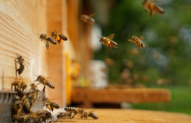 Brytyjscy pracodawcy "zatrudniają" pszczoły. Mają one poprawić samopoczucie pracowników