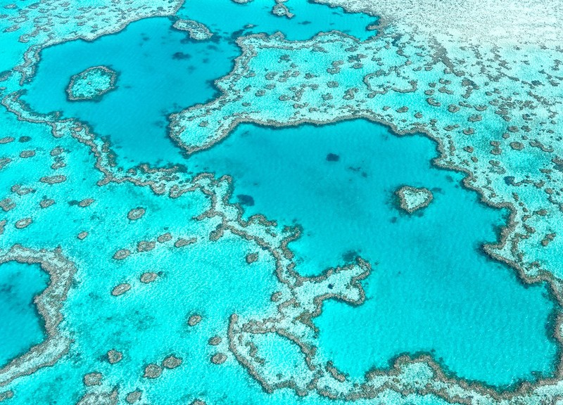 Coral reefs are experiencing dangerous bleaching