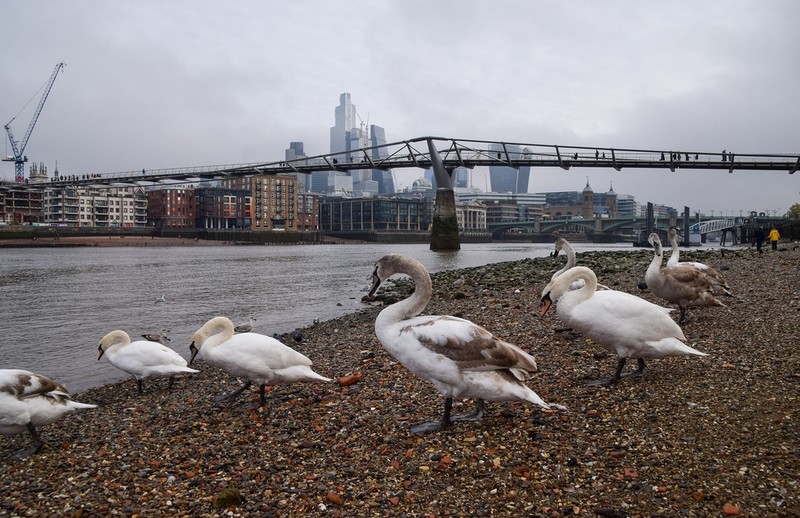 W Londynie znaleziono 30 martwych łabędzi. Czy to wybuch ptasiej grypy?