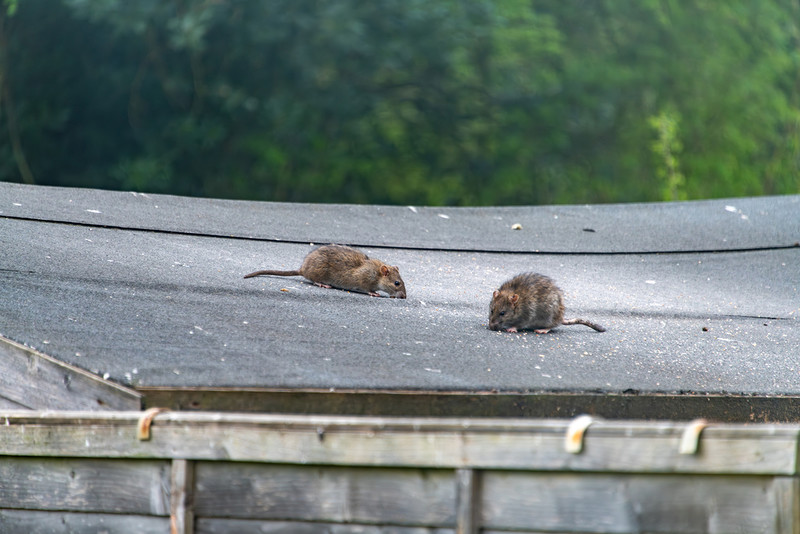 Ostrzeżenie przed szczurami w brytyjskich domach. Deszczowa i ciepła pogoda sprzyja inwazji gryzoni