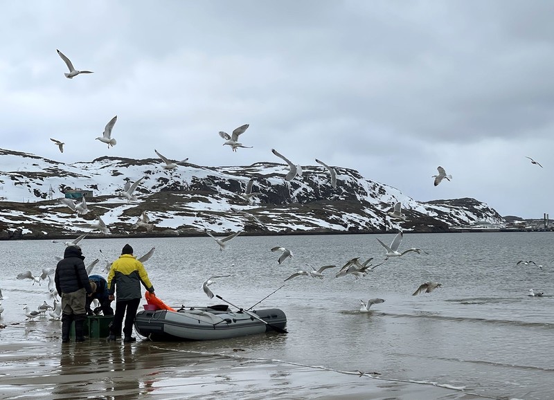 Raport: Przez cieplejszą wodę w Arktyce rybom może zabraknąć pokarmu