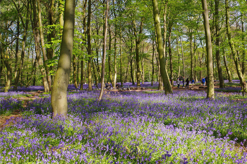 Wiosenna atrakcja Londynu: Park, który wkrótce rozkwitnie na niebiesko
