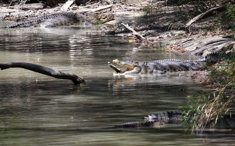 Australia: Krokodyle pływają po ulicach zalanego przez powódź miasta na północy kraju