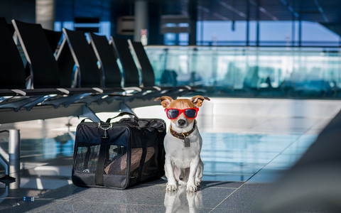 Psy pomagają rozładowywać stres podróżnym kanadyjskiego lotniska