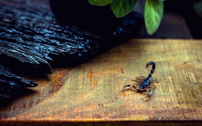 Italy: Live scorpion found in parcel containing chess set ordered from Chinese shopping platform