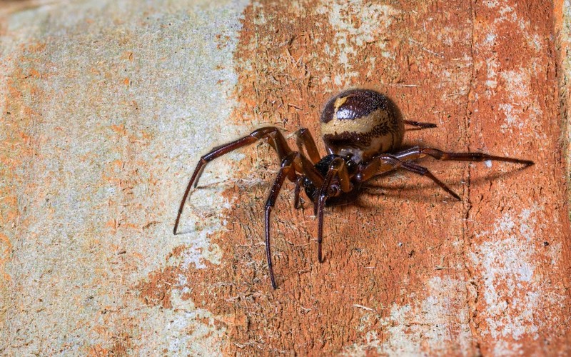 Britain's most dangerous spider strikes again