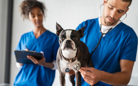 UK: Opłaty weterynaryjne