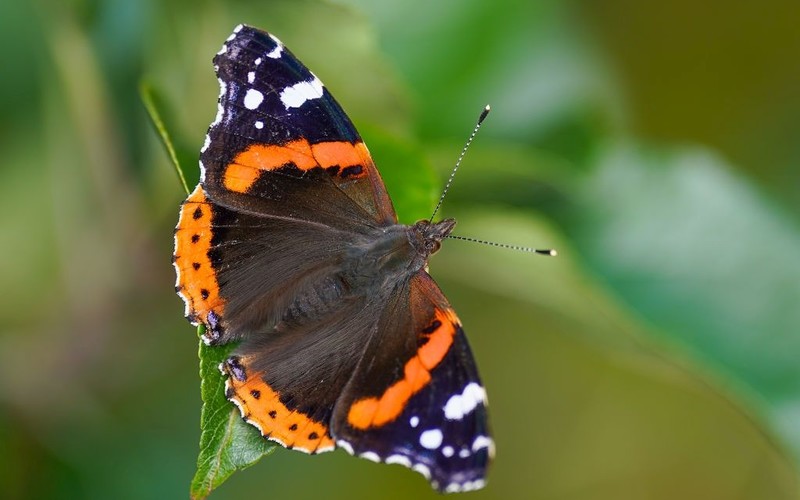 Butterfly monitoring: 50 years of UKBMS data show declines and some increases