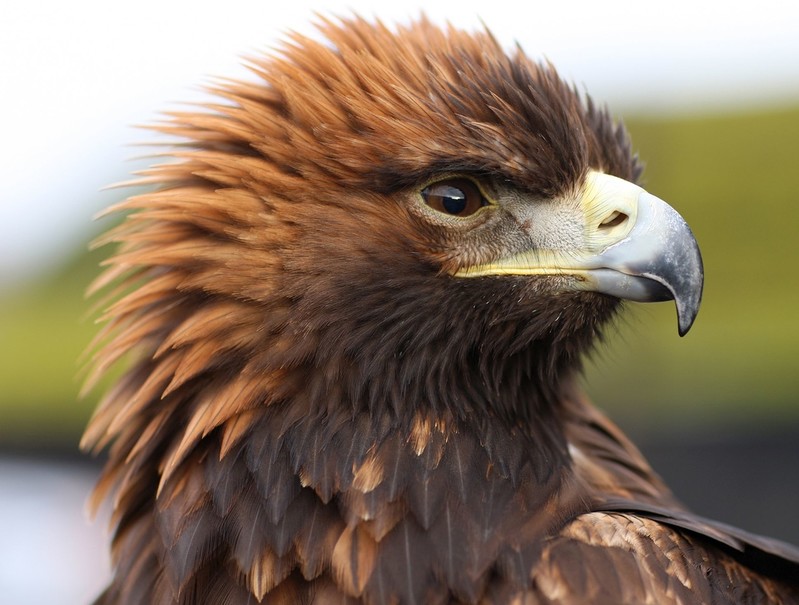 Golden eagles may return to England after 150 years