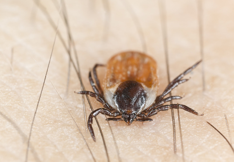 Ticks that ‘run towards people’ have appeared in Poland