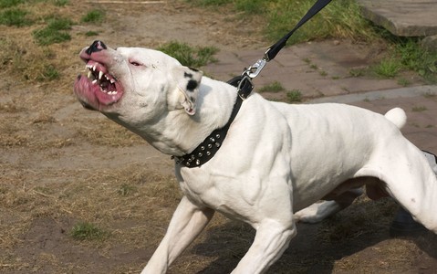 UK: Psy, wzrost pogryzień