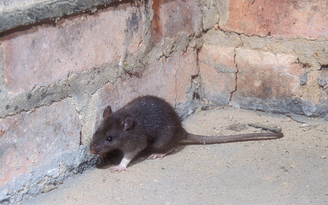 Miliony szczurów w drodze do ludzkich domostw