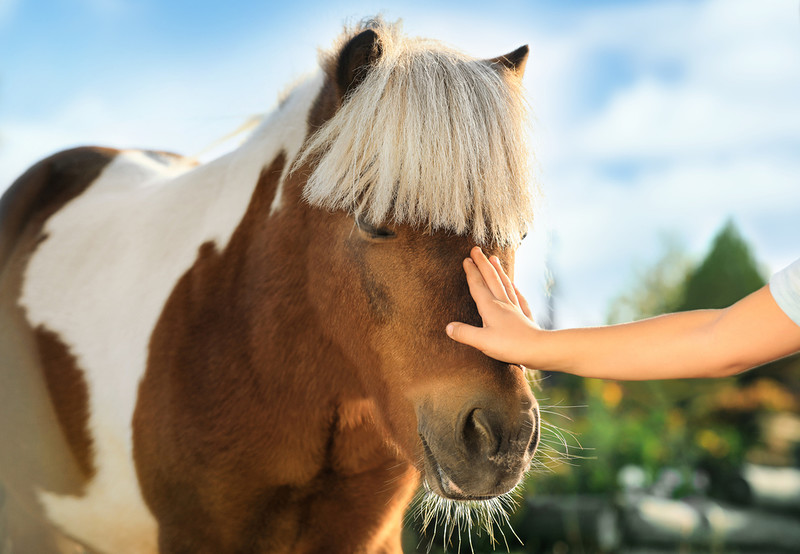 Local British authorities are imposing bans, including on petting ponies and sitting on the ground