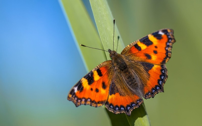 Britons to vote in inaugural contest to find nation’s favourite butterfly