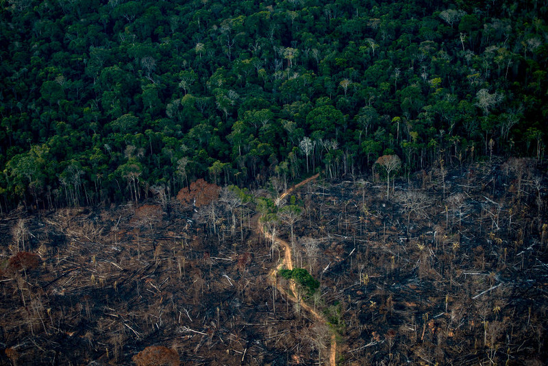 Amazonia może zmienić się w sawannę już ok. 2040 roku