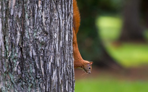 Rude wiewiórki odzyskały część terytoriów na Wyspach