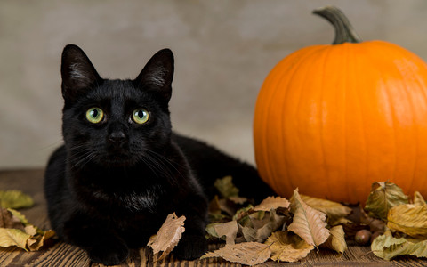 W Yorkshire giną czarne koty. Właściciele czworonogów winią Halloween