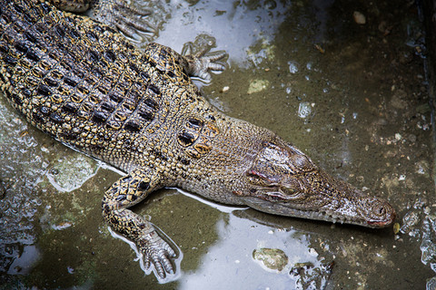 Krokodyl w Tamizie? Brytyjczyk wszystko uwiecznił na telefonie