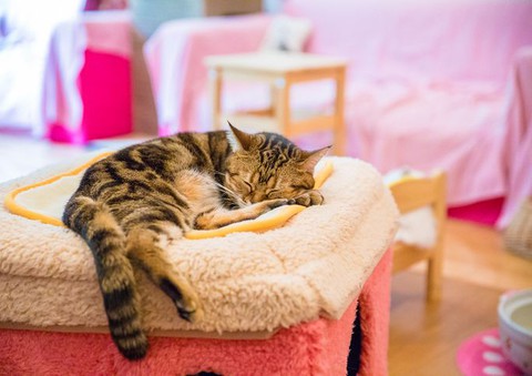 Ireland's very first 'cat lounge' opens its doors this week
