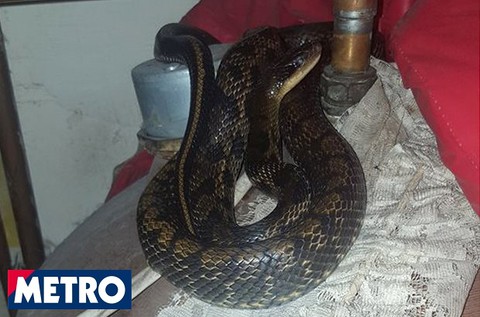 Man found 8ft snake in home when he went looking for a rat  