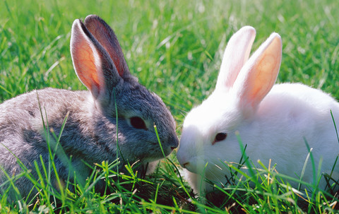 Poland urges citizens to 'breed like rabbits' to counteract falling birth rate