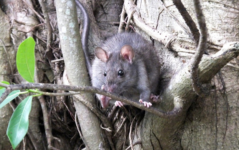 Szczury na drzewach. Nietypowy problem w Kerry