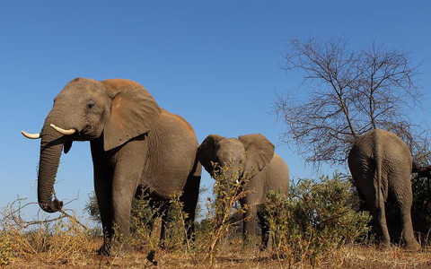 Słoń stratował na śmierć dwoje turystów z Europy