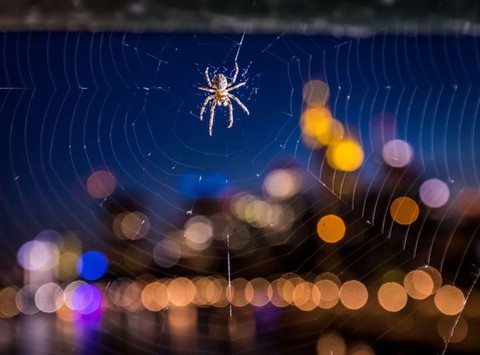 Najgroźniejsze brytyjskie pająki przenoszą się na zimę do ludzkich domostw