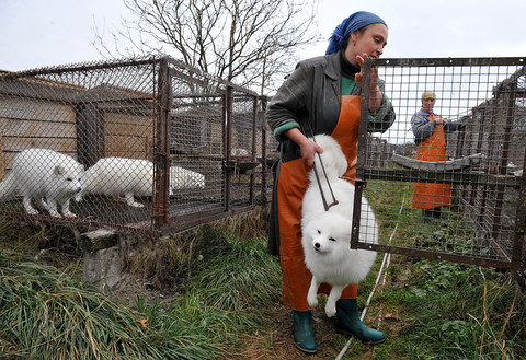 Holandia: Zakaz hodowli zwierząt w celu pozyskania futer