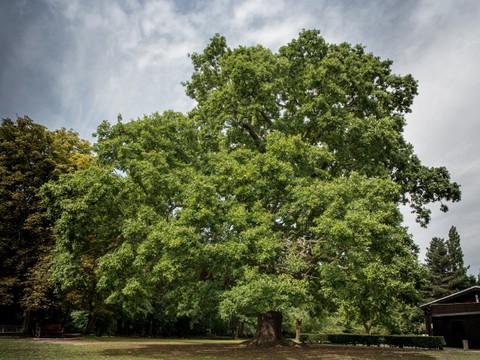 Drzewo roku 2017 w Wielkiej Brytanii wybrane