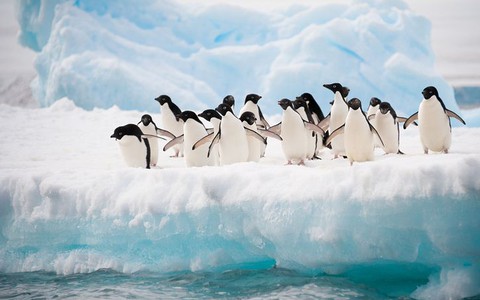 Pingwiny niosą radość brytyjskim seniorom