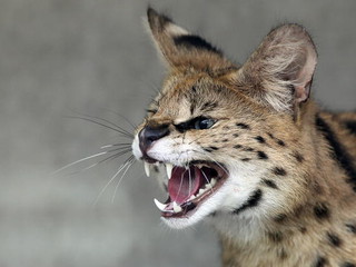 Wild cat on the loose in Surrey 