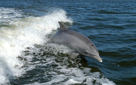 "Niesamowite odkrycie": Jedyne w Anglii skupisko delfinów 