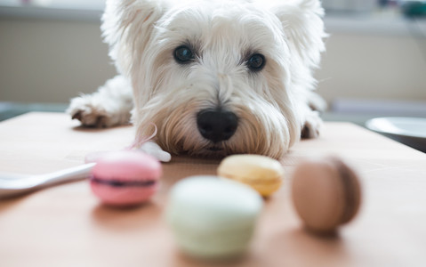 Dog owners warned about dangers of festive treats 