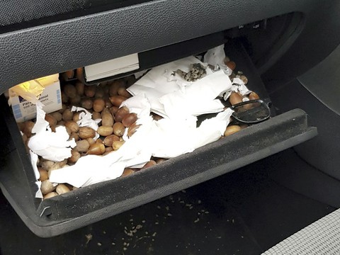 Wiewiórka zablokowała żołędziami auto mieszkańca Sussex