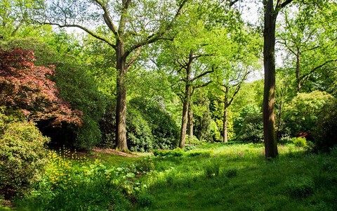 Brytyjski rząd poparł plany utworzenia nowego lasu