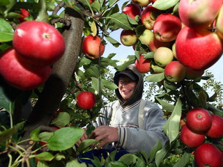 UE broni polskich jabłek