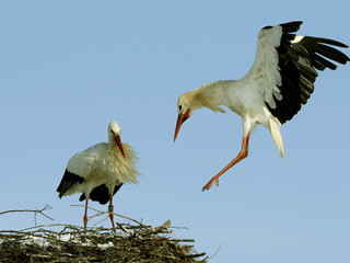 End of summer? Last storks will fly away soon
