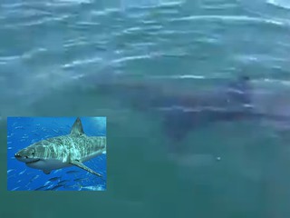 Great white shark spotted off coast of Cornwall