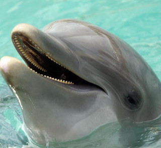 Delfin atakował ludzi u wybrzeży Irlandii