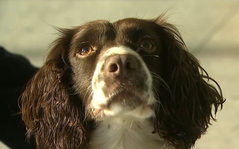 Pies tropiący wykrył na Heathrow ponad milion funtów