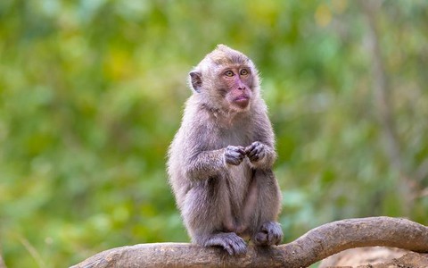 Watykan zaniepokojony sklonowaniem małp