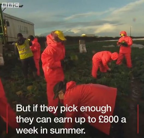 Eastern European workers were 10 times faster than British vegetable pickers 