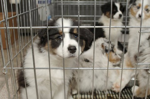 Pet shops could be banned from selling puppies