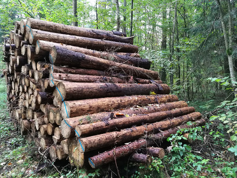 Logging in the Białowieża Forest has been suspended