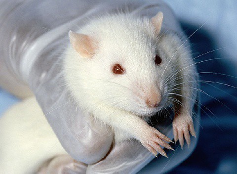 W UE wchodzi w życie całkowity zakaz testów kosmetyków na zwierzętach