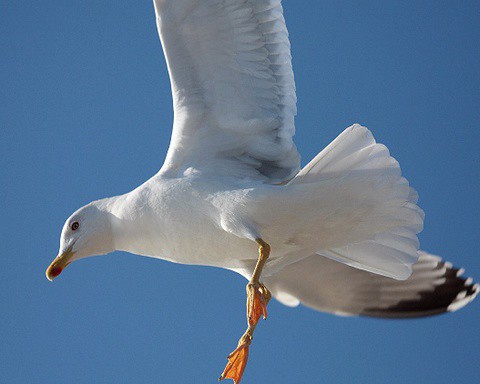 Postmen refuse to deliver to quiet cul-de-sac after attacks from dive-bombing seagulls